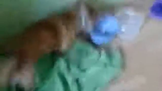 Чих закапывает миску смотреть онлайн