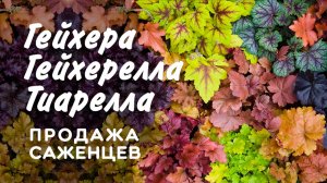 Гейхеры — яркие многолетники для сада. Продажа саженцев