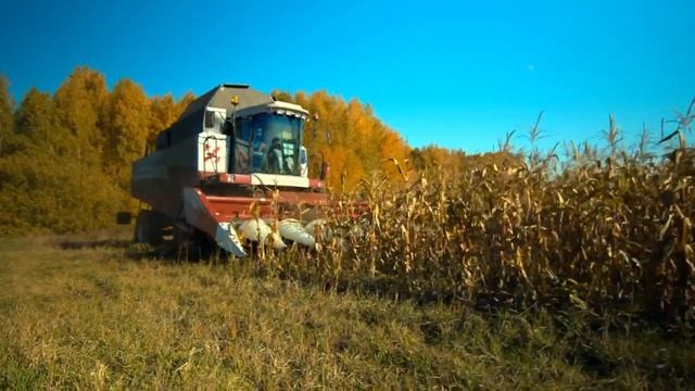 Бережная уборка кукурузы c Argus 870 смотреть онлайн