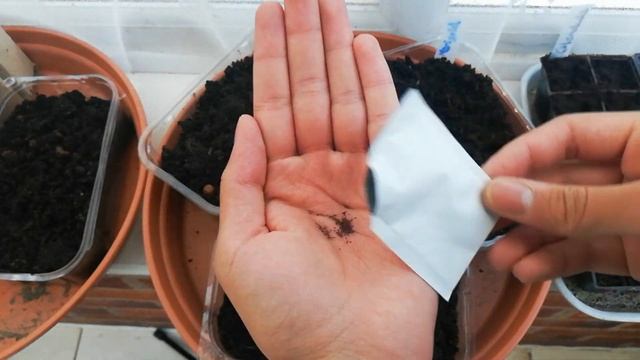 Sowing Flowers In March | How To Sow Calendula, Marigold, Petunias, Dianthus | Garden Ideas & DIY