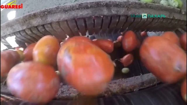 Комбайн для уборки томатов Guaresi смотреть онлайн