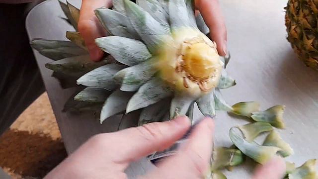 КАК ВЫРАСТИТЬ АНАНАС В ДОМАШНИХ УСЛОВИЯХ. How to grow pineapple. Выращивание ананасов дома. смотреть онлайн