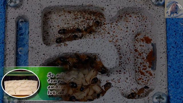 Granja De Hormigas |Como Cuidar Tu Hormiguero| (Animales Domésticos) |Cuidados De Mascotas|