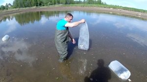зарыбляю 4 водоем личинкой карпа
