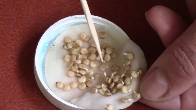 Перцы, семена и результат! смотреть онлайн