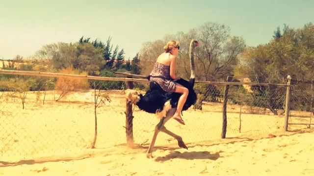 Катание на страусе смотреть онлайн