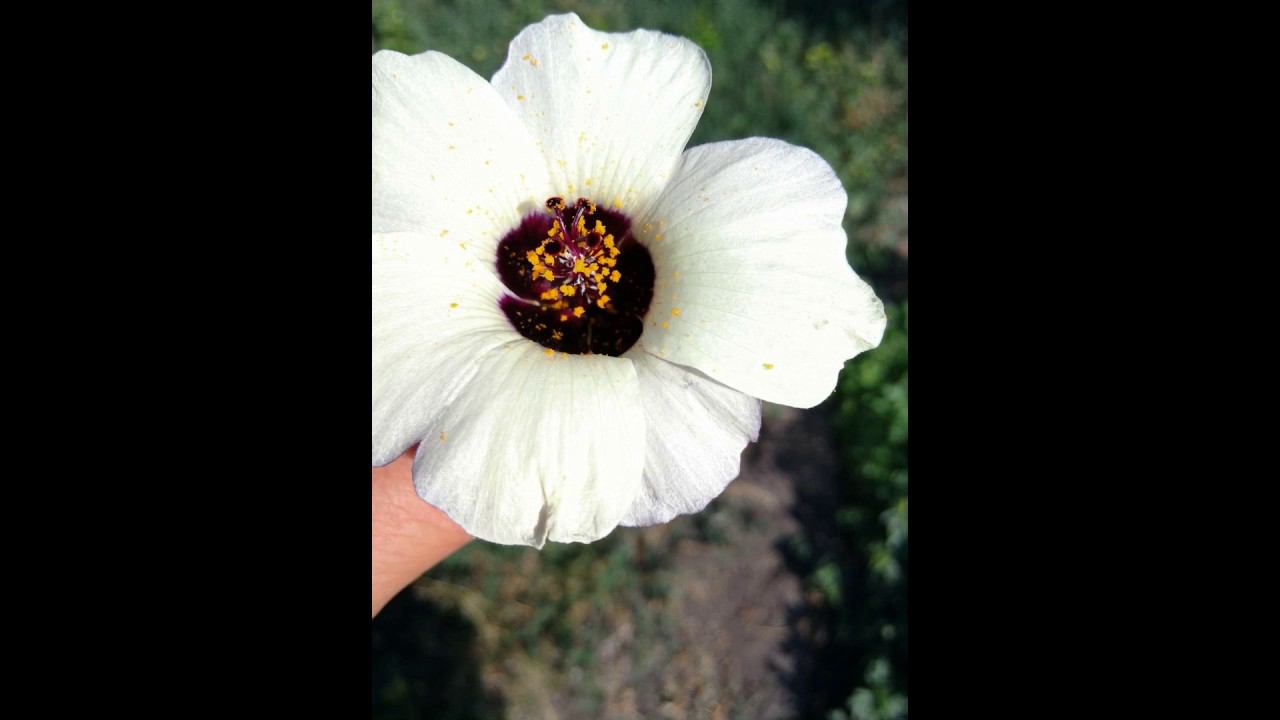 ПОЛУЧИЛА ПИСЬМО С СЕМЕНАМИ ЦВЕТОВ , ПОМОГИТЕ ОПРЕДЕЛИТЬ НАЗВАНИЕ смотреть онлайн