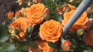 СОРТА РОЗ,которые долго держат цветок,устойчивы к дождю,болезням,отлично зимуют и очень красивые.