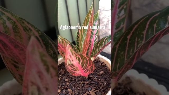Tanaman hias aglaonema red sumatra смотреть онлайн