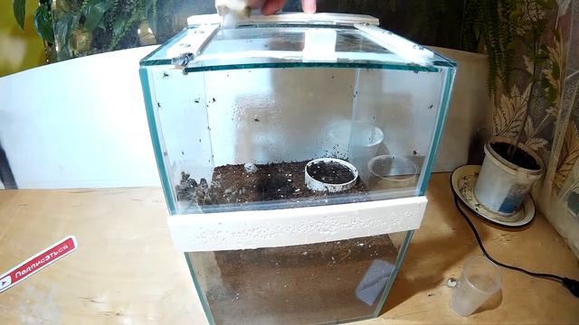 #131 ПЕРВОЕ КОРМЛЕНИЕ МАЛЕНЬКИХ ТАРАНТУЛОВ. THE FIRST FEEDING OF SMALL TARANTULAS. смотреть онлайн