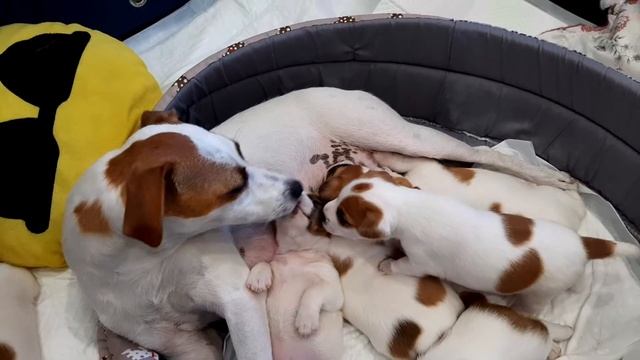 Пробуем давать щенка корм starter смотреть онлайн