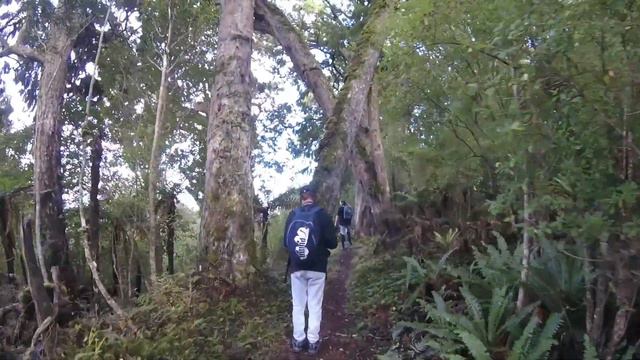 Stewart island part 5 - Kiwi, More Pork, gold on the beach a walk to garden mound and Kaka call in смотреть онлайн
