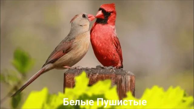 КРАСНЫЙ КАРДИНАЛ?/Птицы/Животные/Интересные факты смотреть онлайн