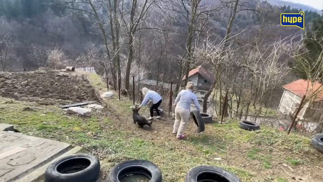PRIPREME ZA SADNJU CVIJEĆA I PRIPREMANJE IMANJA IDU OGROMNA ULAGANJA ,SULTANOV RAJ! смотреть онлайн