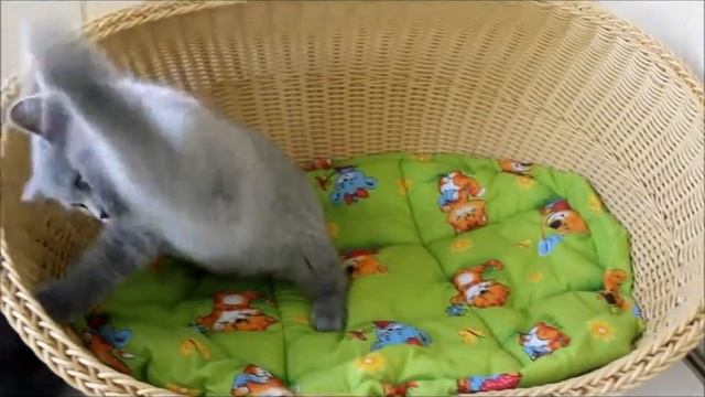 Британские голубые котята беспечно играют, как и все остальные котята. смотреть онлайн