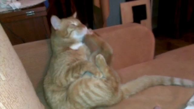 Для поднятия  настроение! #funnyanimals #tik Tok#funnycats #funnyvideo #kucinglucu #shorts