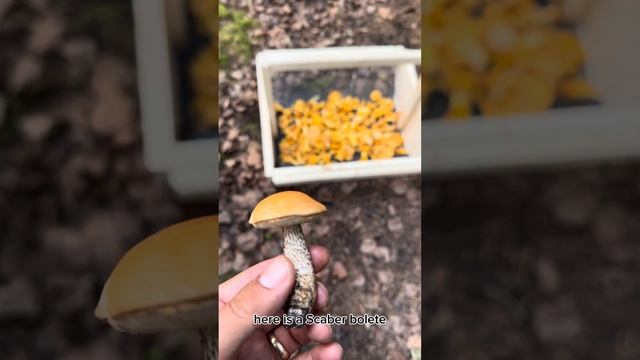 Chanterelles - Edible Mushroom - The Complete How To Guide for 2023 - In UNDER 5 Minutes! смотреть онлайн