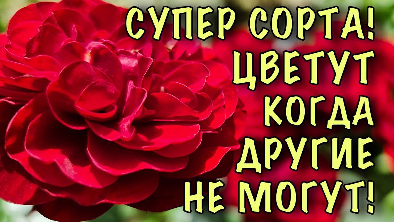 ЭТО СПАСЕНИЕ! Неприхотливые СОРТА РОЗ, которые НЕ ПОРТЯТСЯ ПОСЛЕ ДОЖДЯ! Они ДОЛЖНЫ БЫТЬ У КАЖДОГО! смотреть онлайн