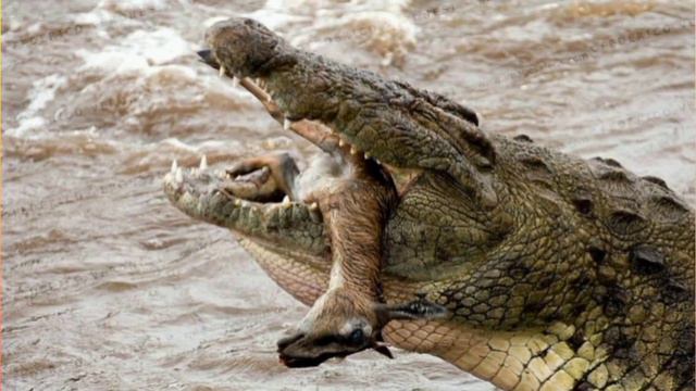 "Крокодилы - интересные факты" смотреть онлайн