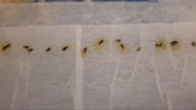 Переезд на юг. Купили саженцы, а нас резко замело.#переезднаюг смотреть онлайн