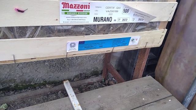 Высаживаем рассаду клубники фриго сорта Мурано классА, от питомника Маццони! смотреть онлайн