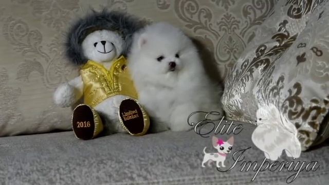 Белый щенок померанского шпица.White puppy pomeranian.www.elitdog.com смотреть онлайн