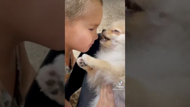 Померанский шпиц и ребенок.Играют смотреть онлайн