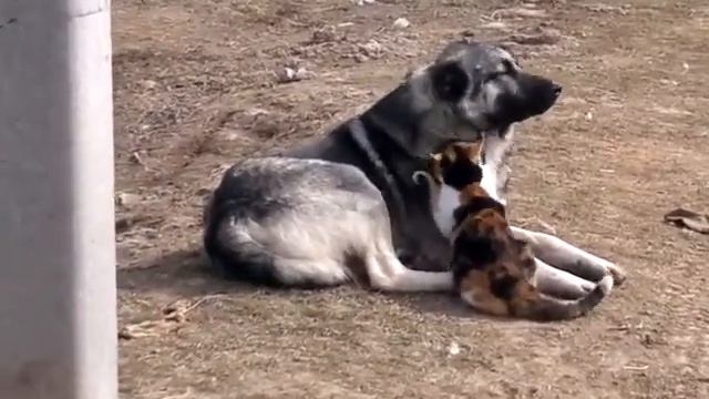 кошка и собака смотреть онлайн