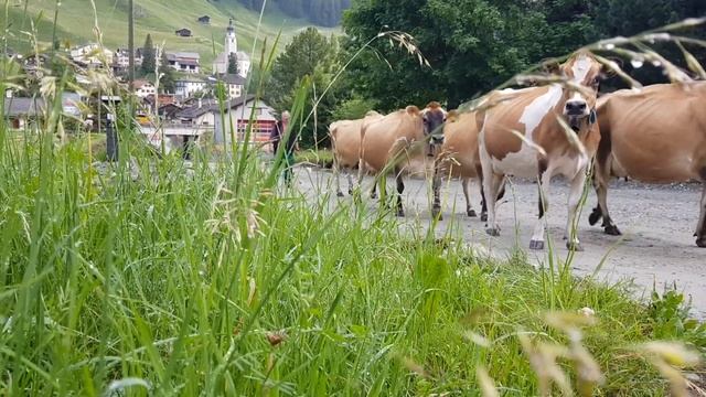 60 seconds silence, "Switzerland, Splügen, Alpaufzug 01" by Karin Elise Sturm смотреть онлайн