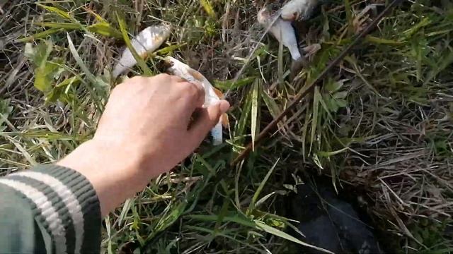 ЛОВЛЯ РЫБЫ В МАЛЕНЬКОМ РУЧЬЕ//ОЧЕНЬ МНОГО РЫБЫ//БОБЕР РВЕТ СЕТКИ смотреть онлайн