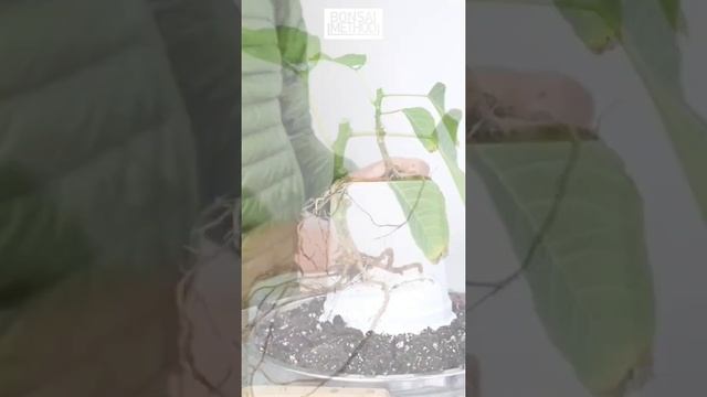 Poinsettia | Euphorbia Pulcherrima | Root Pruning | Nature Audio