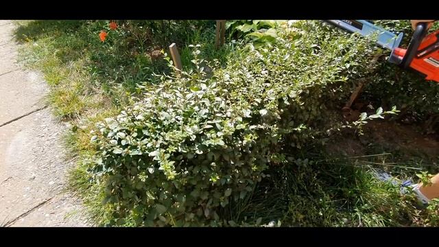 Einhell Arcurra Power-X-Change 18v cordless hedge trimmer-part 1-another view. смотреть онлайн