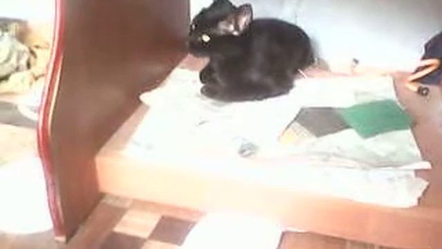 кошка по имени Вася! смотреть онлайн