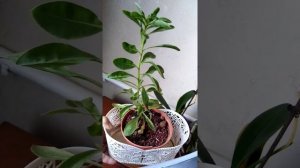 ПТИЛОТУС ДЖОЙ, часть 2,растем...