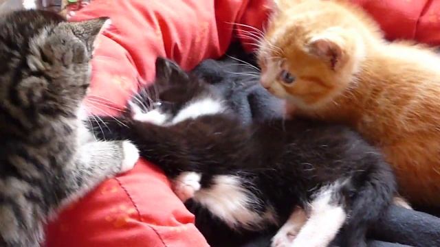 Panasonic Lumix DMC-TZ5 Little cats смотреть онлайн