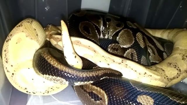 Самка питона лишилась девственности с бананом! Смотреть до конца!))) смотреть онлайн