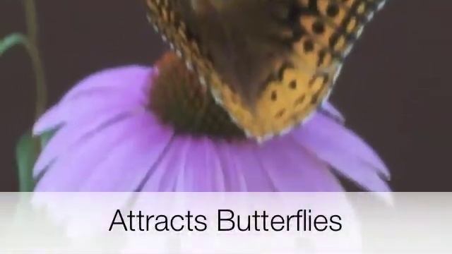 Echinacea Magnus смотреть онлайн