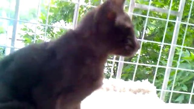 Ориентальная кошка ..шоколадного окраса)) смотреть онлайн