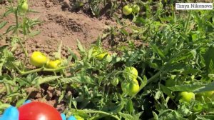 Второе ПОЛЕ ТОМАТОВ. СБОР ПОМИДОР НА ФЕРМЕРСКОМ ПОЛЕ.