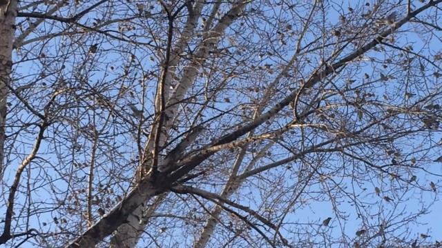 Дрозды и свиристели атакуют Новосибирск. Нашествие птиц в Новосибирске. смотреть онлайн