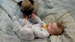 Мопс играет с ребёнком / Pug playing with a baby