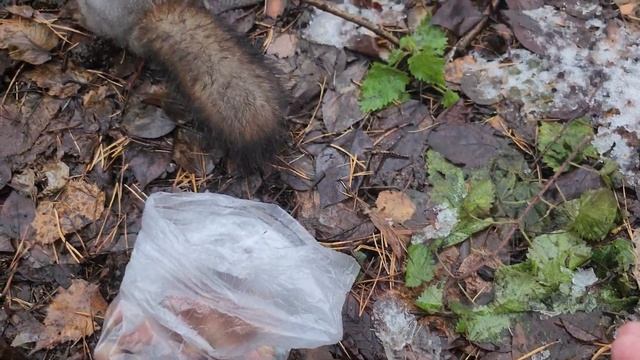 Белочки уже сами не знают, какие им орешки надо? смотреть онлайн