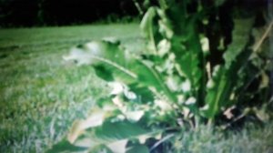 Листья хрена: полезные свойства и противопоказания.