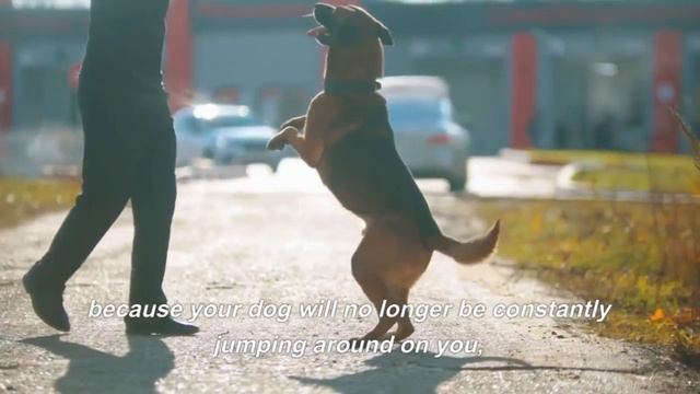 Brain Training for Dogs Review By a Professional Dog Trainer смотреть онлайн