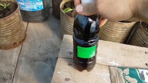 Способы предотвращения перерастания рассады. Атлет. Флорон. Какие дозы. Кратность обработок. ???