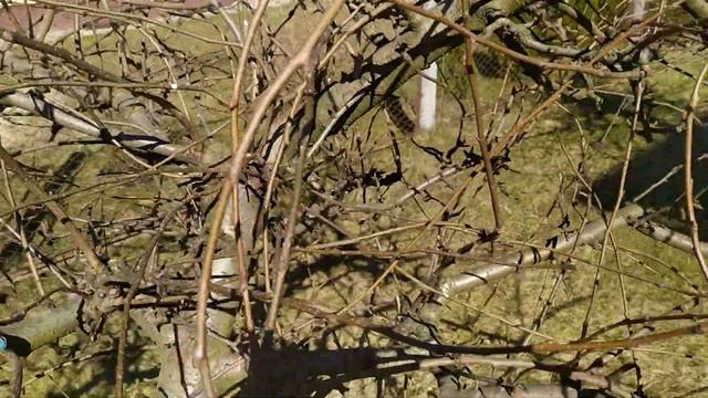 Обрезка груши!...ошибки которые приводят к волчкованию.