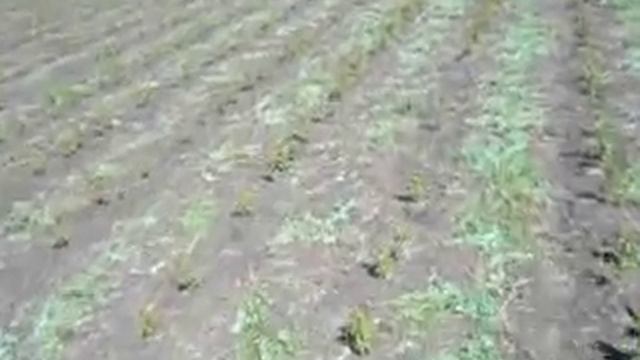 03.06.2017г прорывание травы с жердели на №4 участке смотреть онлайн