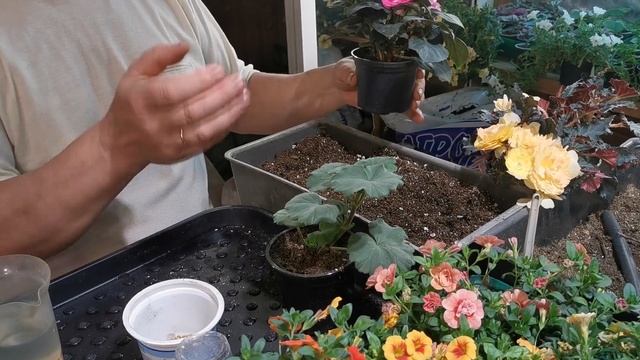 [Удобрения] Применение удобрения пролонгированного действия - Осмокот смотреть онлайн