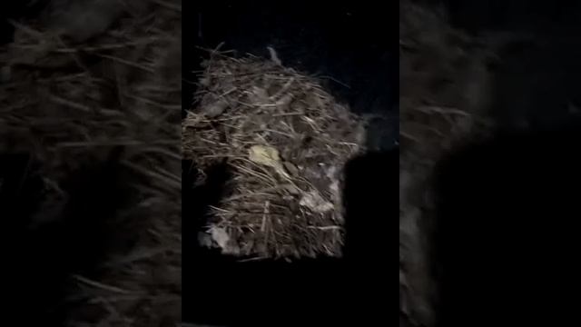 Котёл Холмова, работа на сыром мусоре, бурьяне. смотреть онлайн