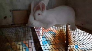 Вес тушки кролика  в 3 месяца. Белый Великан вес в 3 месяца.Выход мяса кролика.